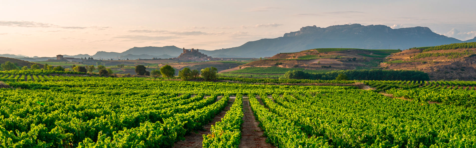 Viñedo Riojano